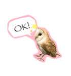 Owl's Family（個別スタンプ：1）