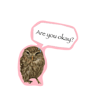 Owl's Family（個別スタンプ：3）