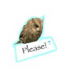 Owl's Family（個別スタンプ：5）