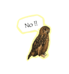 Owl's Family（個別スタンプ：7）