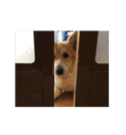 我が家のアルの体（個別スタンプ：3）