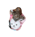 にゃんこソラ（個別スタンプ：4）