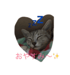 エジプシャンマウ ルーナの生活（個別スタンプ：1）