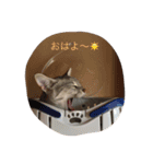 エジプシャンマウ ルーナの生活（個別スタンプ：4）