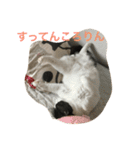 おむすび君の日常 にゃんと1（個別スタンプ：1）