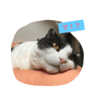 おむすび君の日常 にゃんと1（個別スタンプ：3）