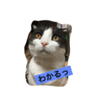 おむすび君の日常 にゃんと1（個別スタンプ：4）