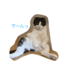 おむすび君の日常 にゃんと1（個別スタンプ：6）