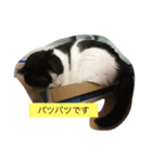 おむすび君の日常 にゃんと1（個別スタンプ：15）