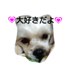 マカロンラブラブスタンプ（個別スタンプ：17）