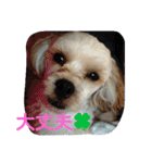 マカロンラブラブスタンプ（個別スタンプ：28）