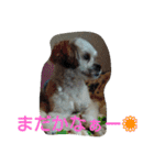 マカロンラブラブスタンプ（個別スタンプ：30）