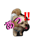 マカロンラブラブスタンプ（個別スタンプ：38）