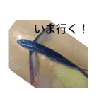 お魚屋さん2（個別スタンプ：5）