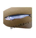 お魚屋さん2（個別スタンプ：17）
