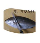 お魚屋さん2（個別スタンプ：22）