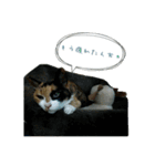 北九州弁の猫かすみちゃん（個別スタンプ：1）