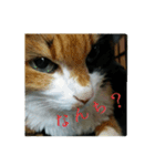 北九州弁の猫かすみちゃん（個別スタンプ：2）