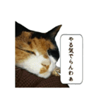 北九州弁の猫かすみちゃん（個別スタンプ：5）