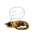 北九州弁の猫かすみちゃん（個別スタンプ：7）
