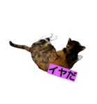 北九州弁の猫かすみちゃん（個別スタンプ：9）