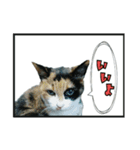 北九州弁の猫かすみちゃん（個別スタンプ：10）