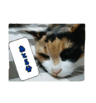 北九州弁の猫かすみちゃん（個別スタンプ：11）
