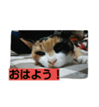 北九州弁の猫かすみちゃん（個別スタンプ：12）