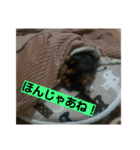 北九州弁の猫かすみちゃん（個別スタンプ：13）