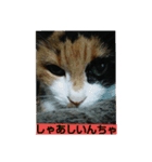 北九州弁の猫かすみちゃん（個別スタンプ：14）