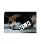 北九州弁の猫かすみちゃん（個別スタンプ：15）