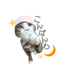 メッシュの愉快なネコ様たち（個別スタンプ：3）