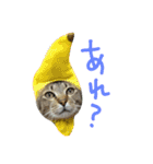 メッシュの愉快なネコ様たち（個別スタンプ：13）