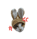 メッシュの愉快なネコ様たち（個別スタンプ：16）