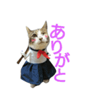 メッシュの愉快なネコ様たち（個別スタンプ：17）