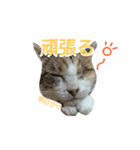 メッシュの愉快なネコ様たち（個別スタンプ：21）