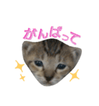 メッシュの愉快なネコ様たち（個別スタンプ：22）