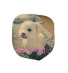 さすけすたんぷ（個別スタンプ：4）