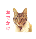 モカとアメ2（個別スタンプ：5）