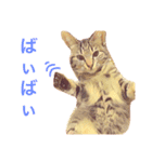 モカとアメ2（個別スタンプ：8）