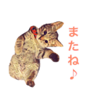 モカとアメ2（個別スタンプ：11）