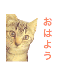 モカとアメ2（個別スタンプ：13）