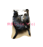 慎之助＆ココ（個別スタンプ：1）