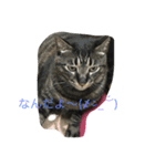 慎之助＆ココ（個別スタンプ：4）