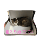 慎之助＆ココ（個別スタンプ：8）
