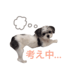 ドグドグスタンプ（個別スタンプ：6）