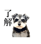 ミニチュアシュナウザー “ネス”（個別スタンプ：10）
