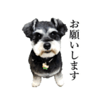 ミニチュアシュナウザー “ネス”（個別スタンプ：12）