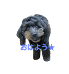 ポメプーぽっぷ（個別スタンプ：1）
