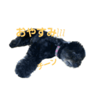 ポメプーぽっぷ（個別スタンプ：2）
